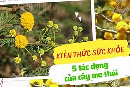 Tác Dụng Của Cây