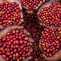 Tìm Hiểu Về Cà Phê Arabica